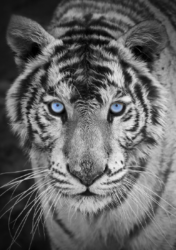 Uma representação impressionante de um tigre branco com olhos azuis claros  cheios de amor · Creative Fabrica